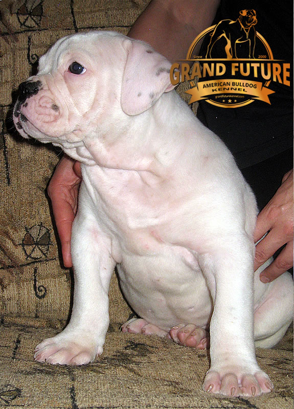 American Bulldog - Grand Future Pharaoh