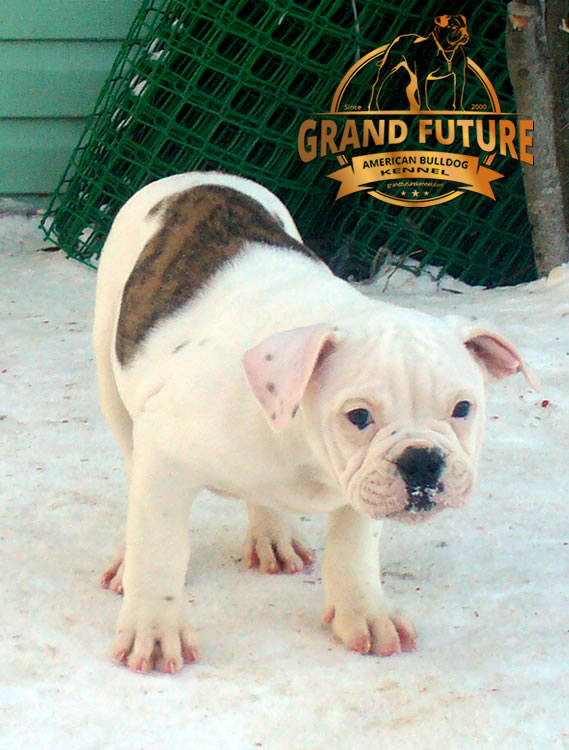 American Bulldog - Grand Future Pharaoh