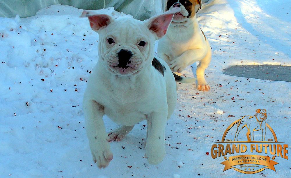 American Bulldog - Grand Future Pharaoh