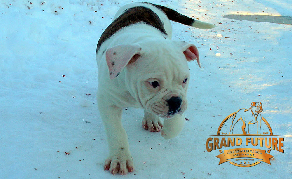 American Bulldog - Grand Future Pharaoh