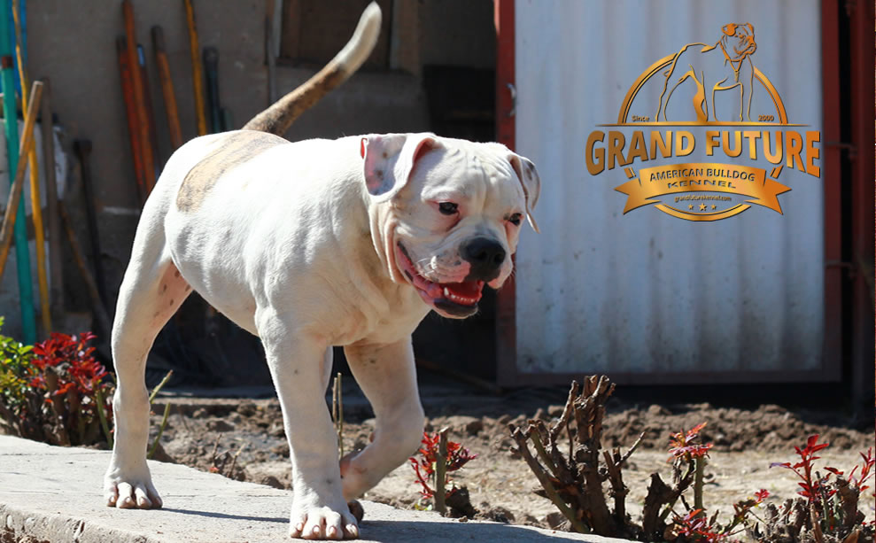 American Bulldog - Grand Future Pharaoh