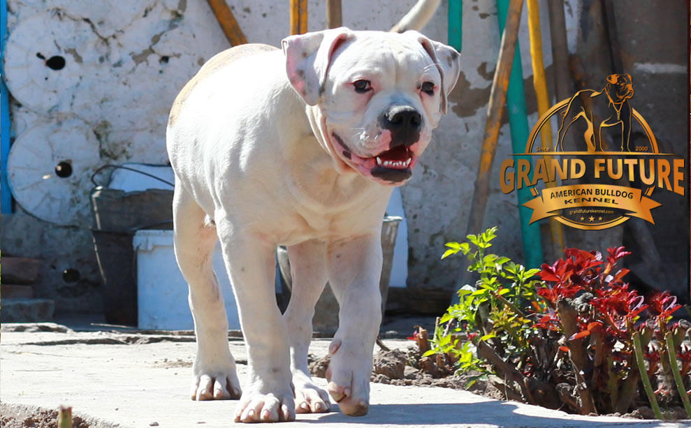 American Bulldog - Grand Future Pharaoh