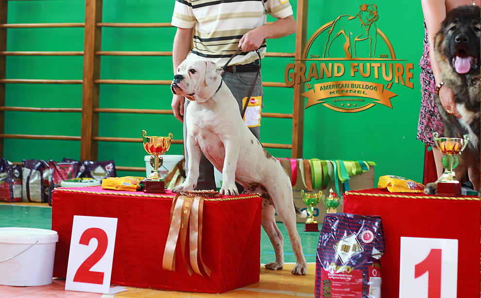 American Bulldog - Grand Future Pharaoh