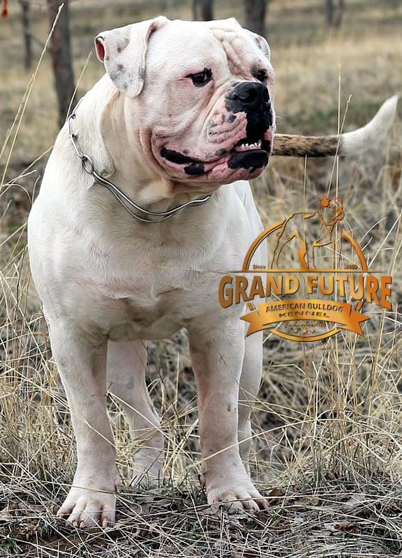 American Bulldog - Grand Future Pharaoh