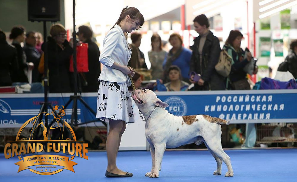 American Bulldog - Grand Future Pharaoh