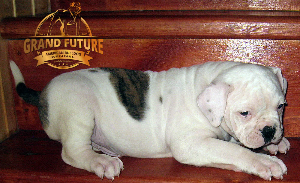 American Bulldog - Grand Future Pharaoh