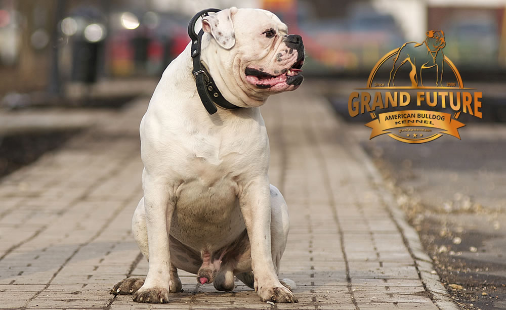 American Bulldog - Grand Future Pharaoh