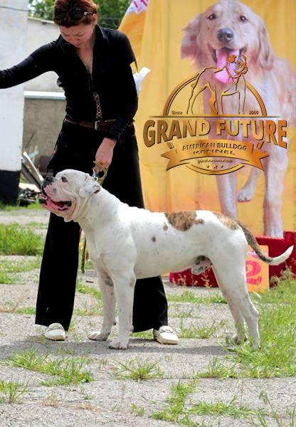 American Bulldog - Grand Future Pharaoh