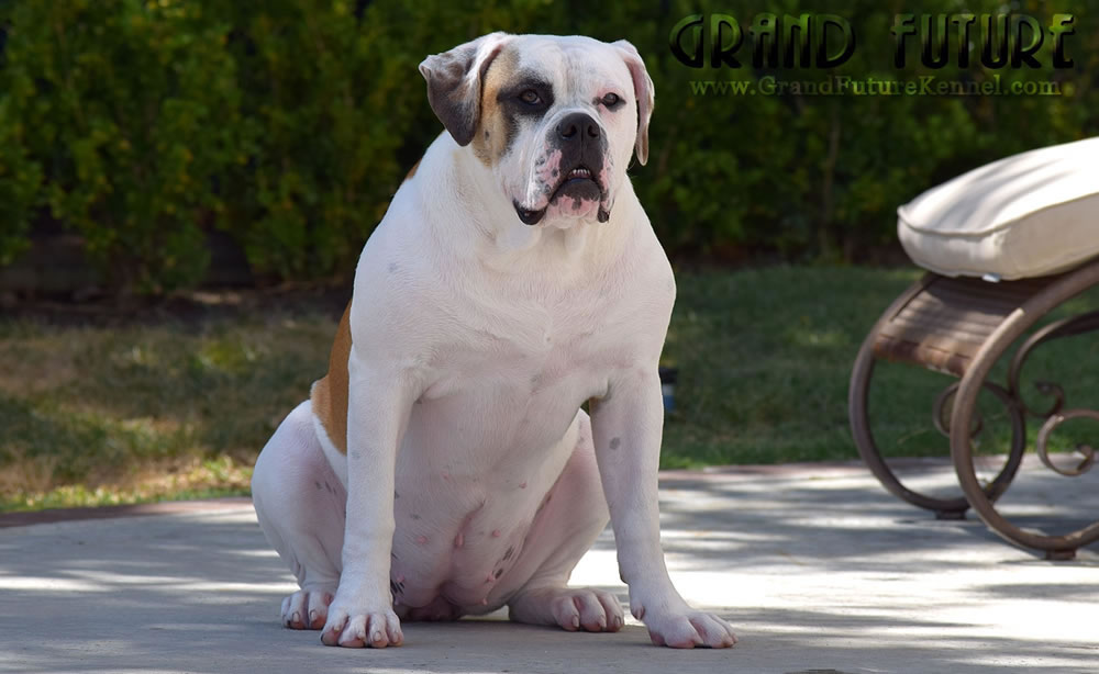 American Bulldog - Grand Future Thunder