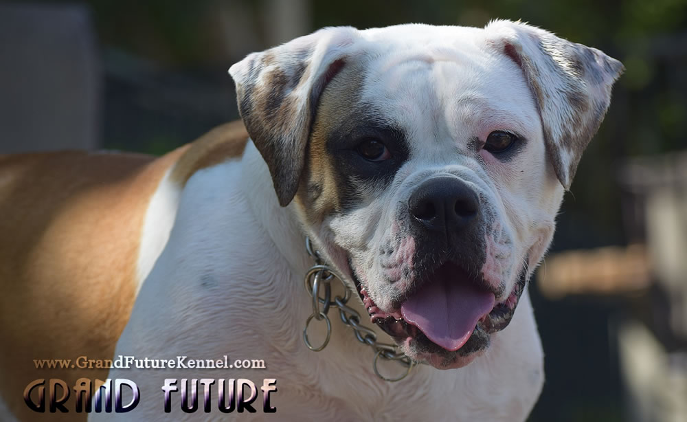 American Bulldog - Grand Future Thunder