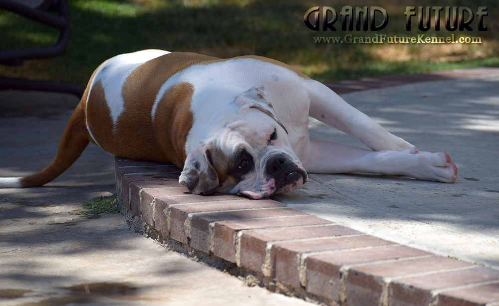 American Bulldog - Grand Future Thunder