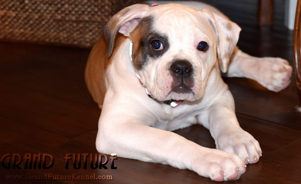 American Bulldog - Grand Future Thunder