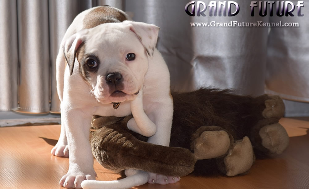 American Bulldog - Grand Future Thunder