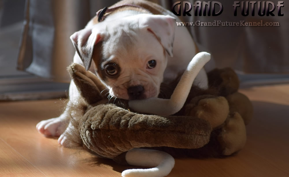 American Bulldog - Grand Future Thunder