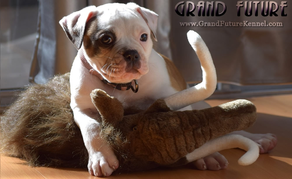 American Bulldog - Grand Future Thunder