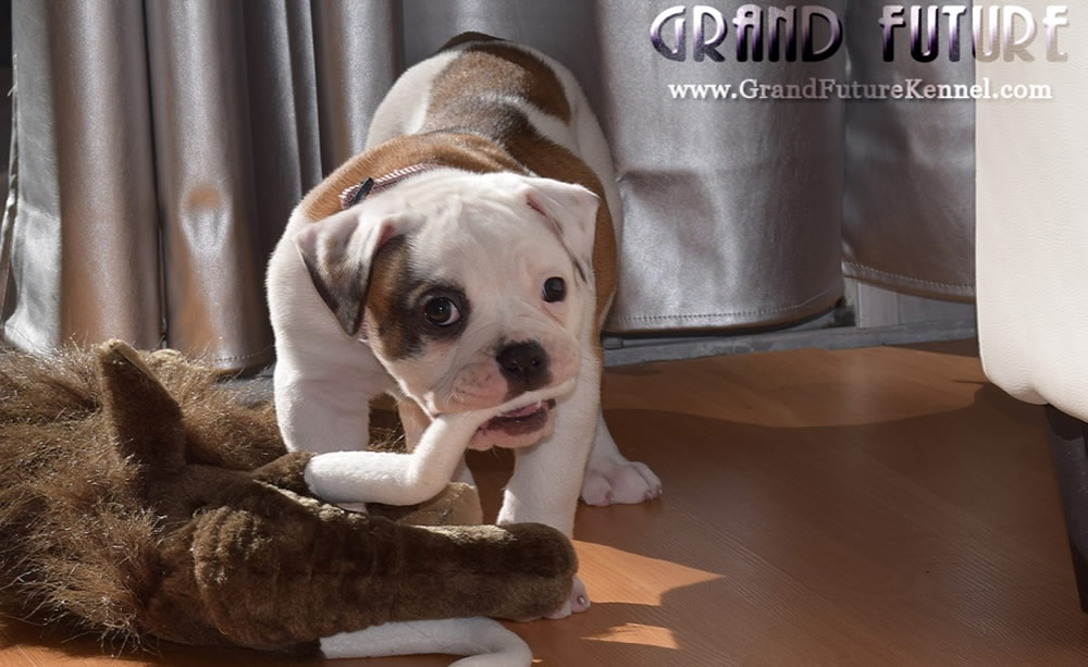 American Bulldog - Grand Future Thunder