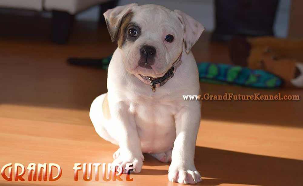 American Bulldog - Grand Future Thunder