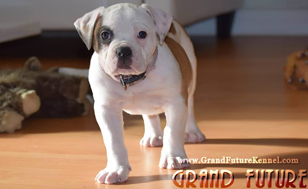 American Bulldog - Grand Future Thunder