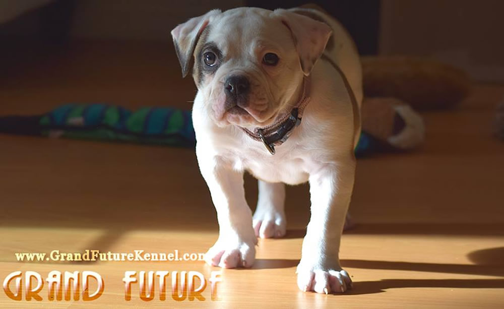 American Bulldog - Grand Future Thunder