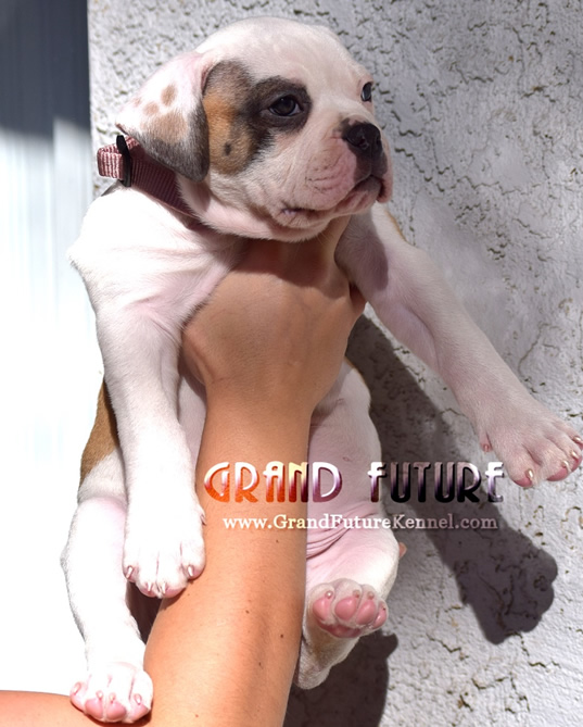 American Bulldog - Grand Future Thunder