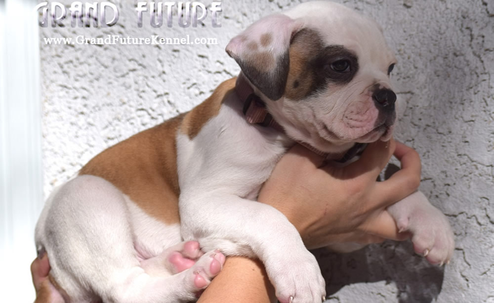 American Bulldog - Grand Future Thunder