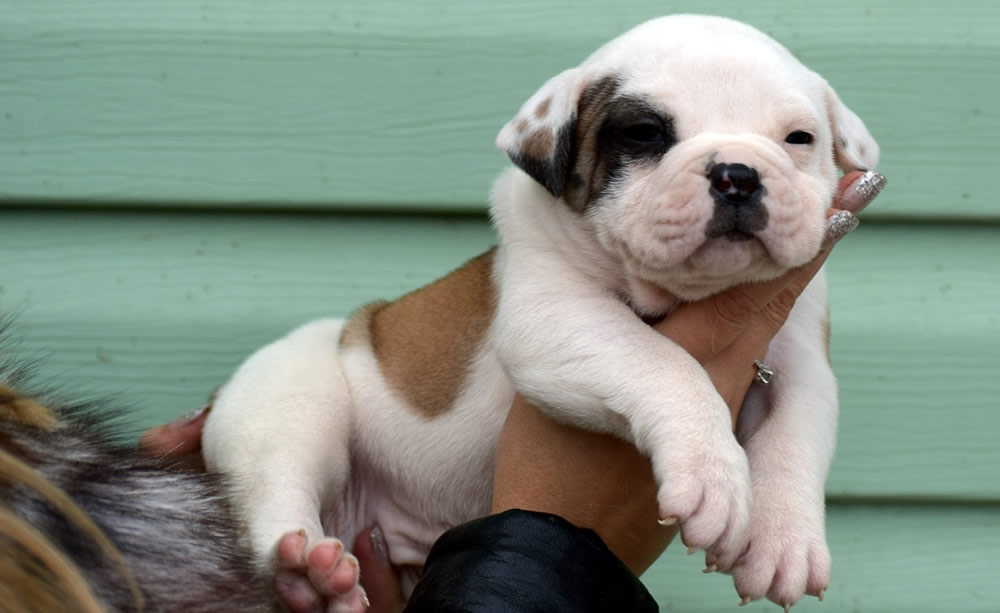 American Bulldog - Grand Future Thunder