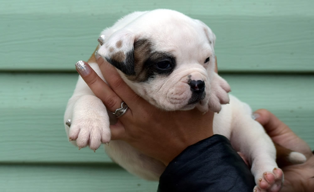 American Bulldog - Grand Future Thunder