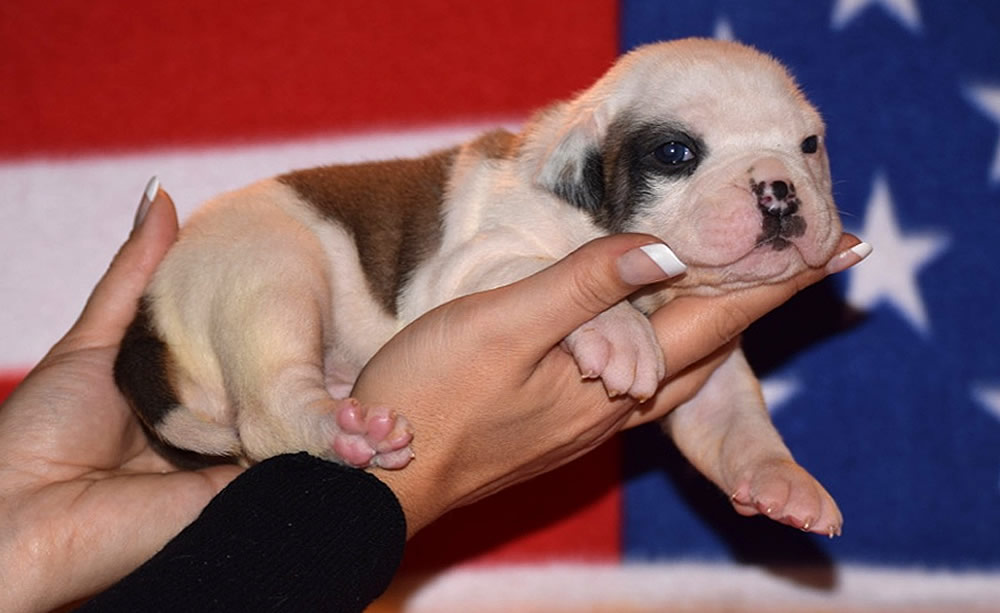 American Bulldog - Grand Future Thunder