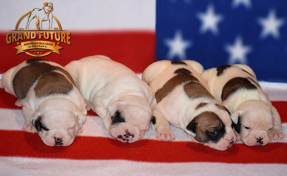 American Bulldog - Grand Future Thunder