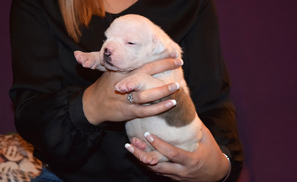 American Bulldog - Grand Future Thunder