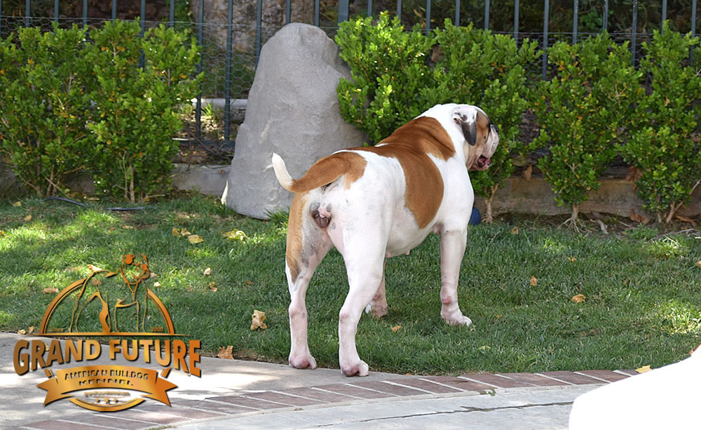 American Bulldog - Grand Future Thunder