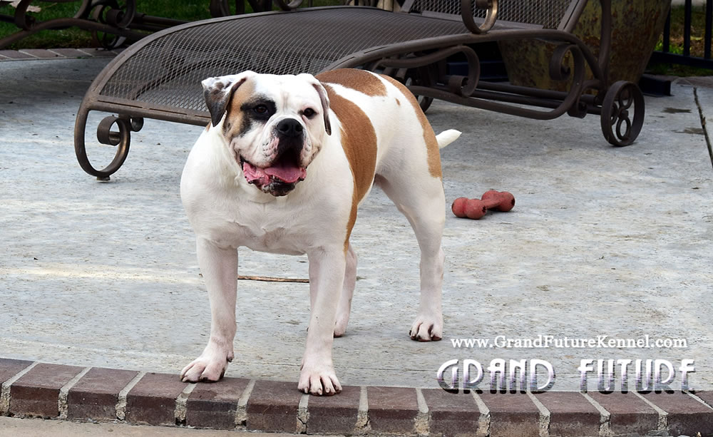 American Bulldog - Grand Future Thunder