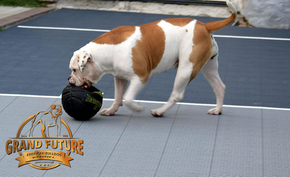 American Bulldog - Grand Future Thunder