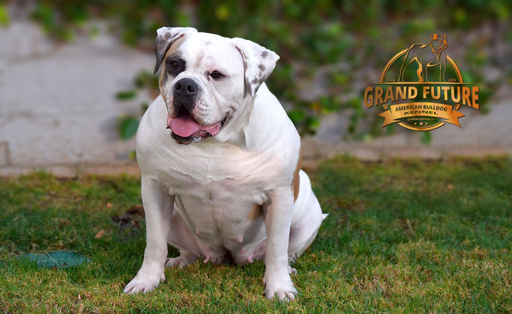 American Bulldog - Grand Future Thunder