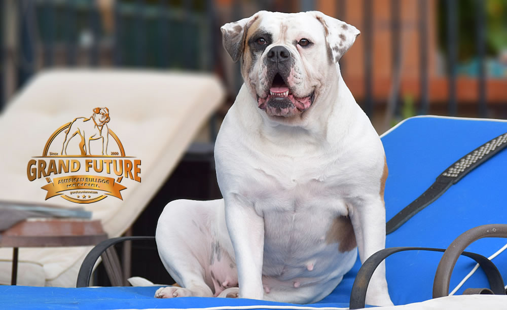 American Bulldog - Grand Future Thunder