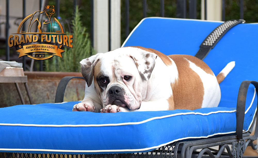 American Bulldog - Grand Future Thunder