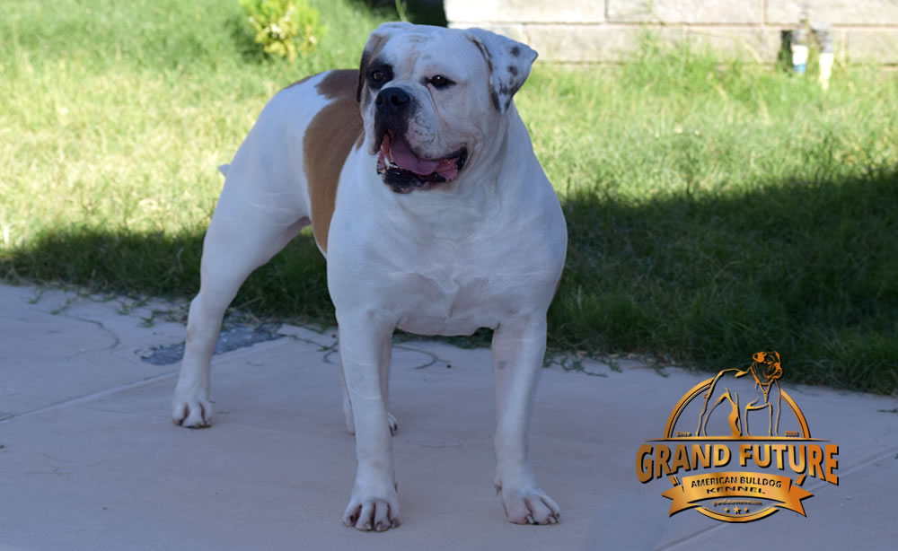 American Bulldog - Grand Future Thunder