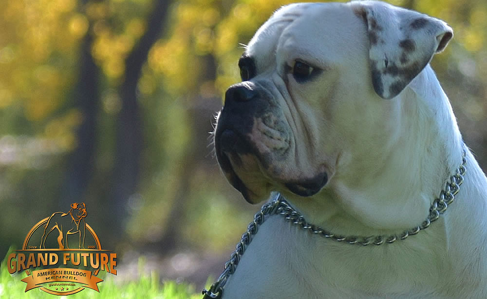 American Bulldog - Grand Future Thunder