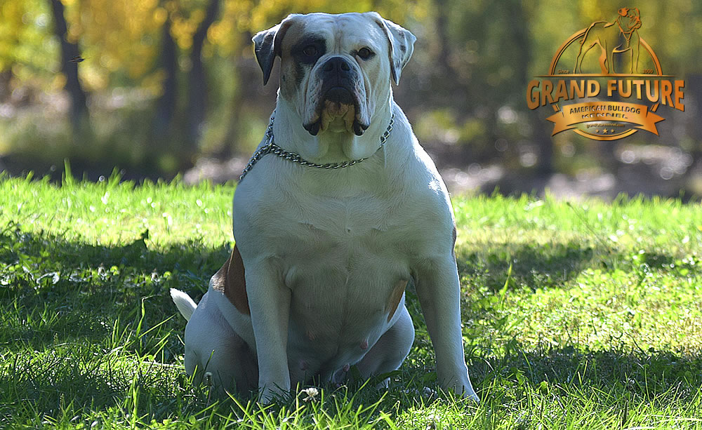 American Bulldog - Grand Future Thunder