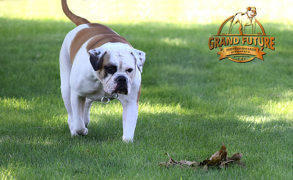 American Bulldog - Grand Future Thunder