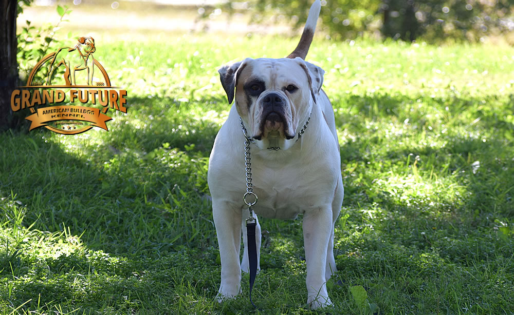 American Bulldog - Grand Future Thunder