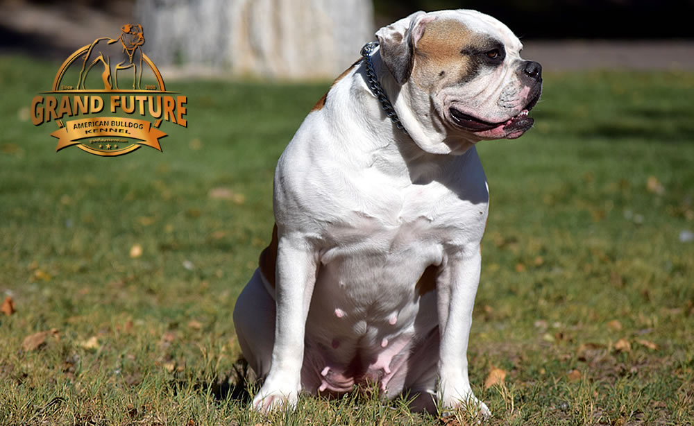 American Bulldog - Grand Future Thunder