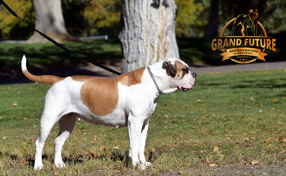 American Bulldog - Grand Future Thunder