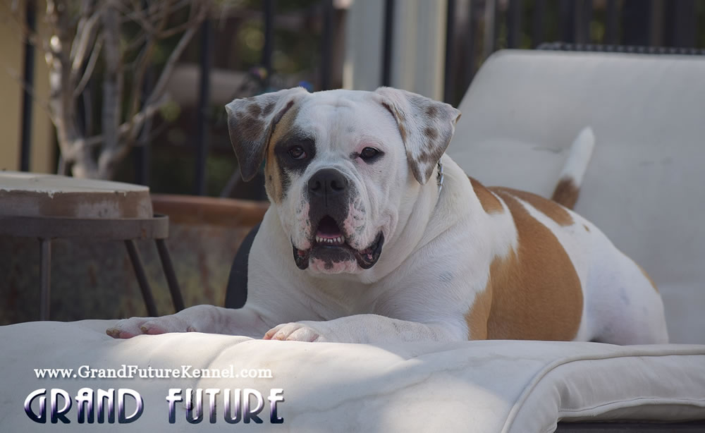 American Bulldog - Grand Future Thunder