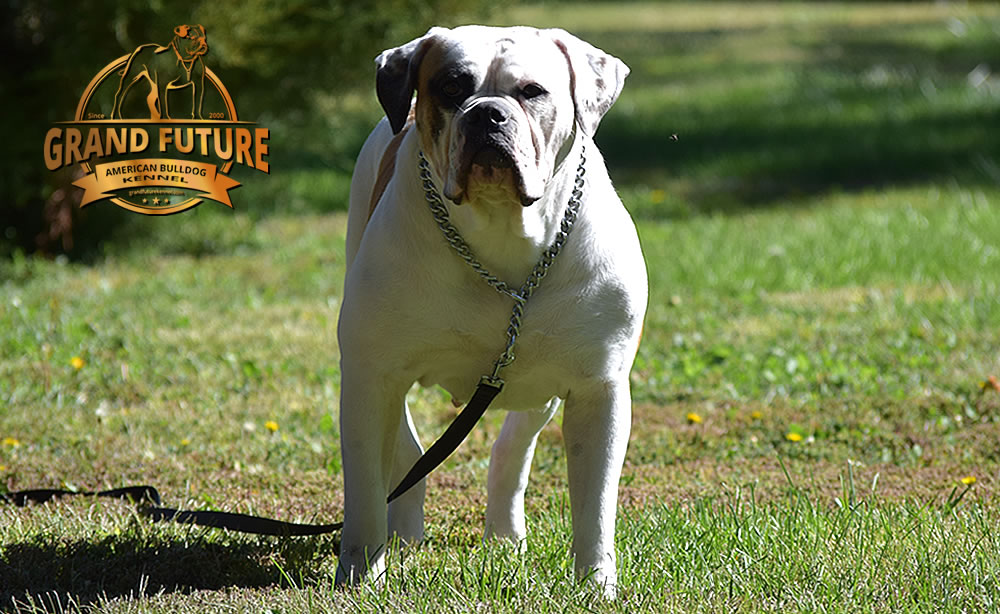 American Bulldog - Grand Future Thunder