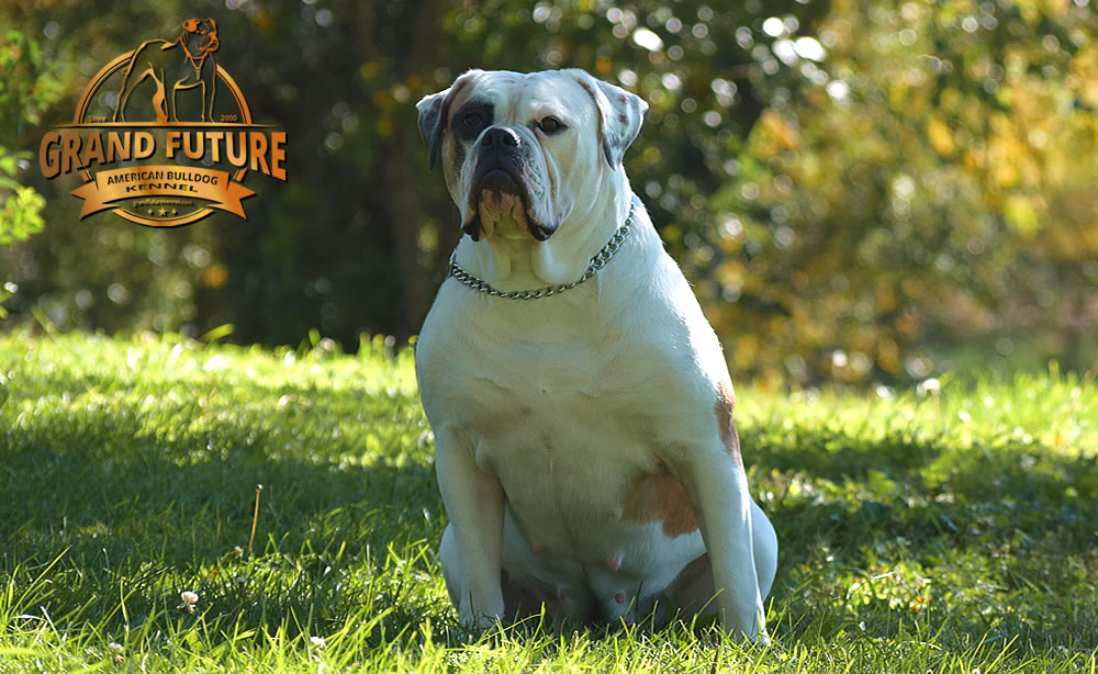 American Bulldog - Grand Future Thunder