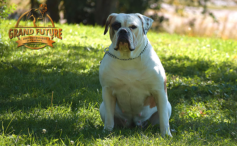 American Bulldog - Grand Future Thunder