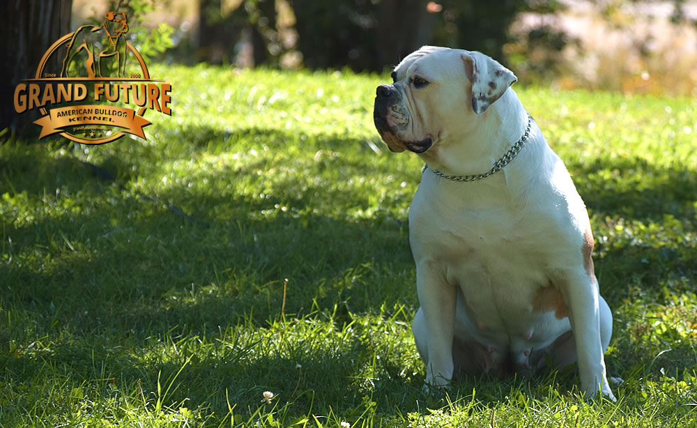 American Bulldog - Grand Future Thunder