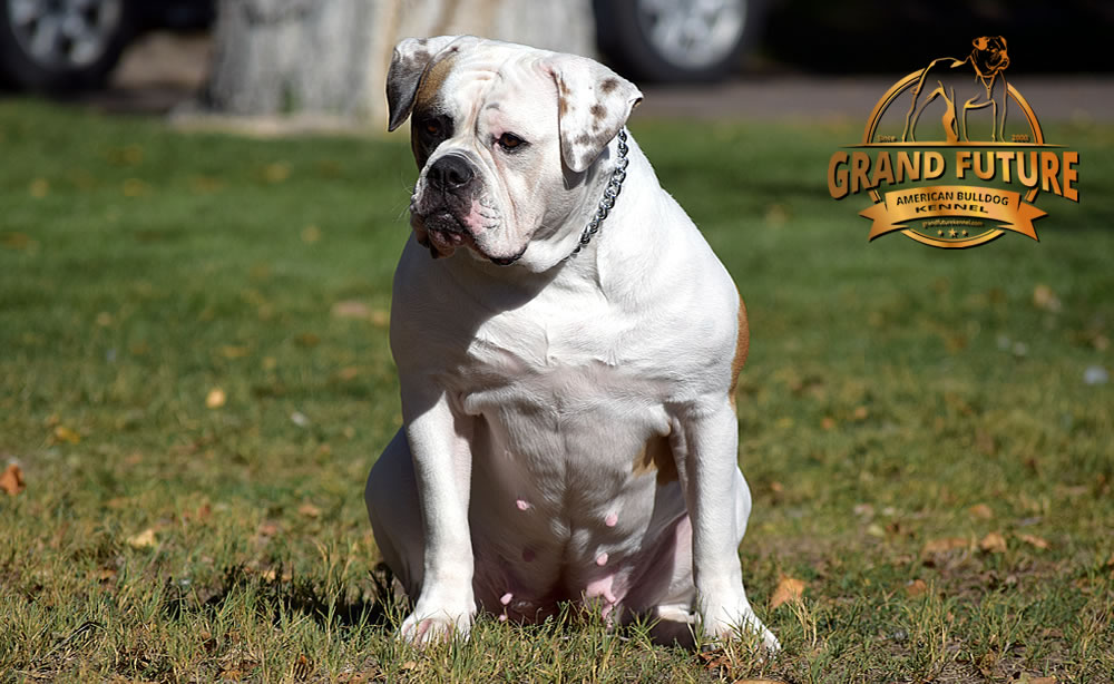 American Bulldog - Grand Future Thunder