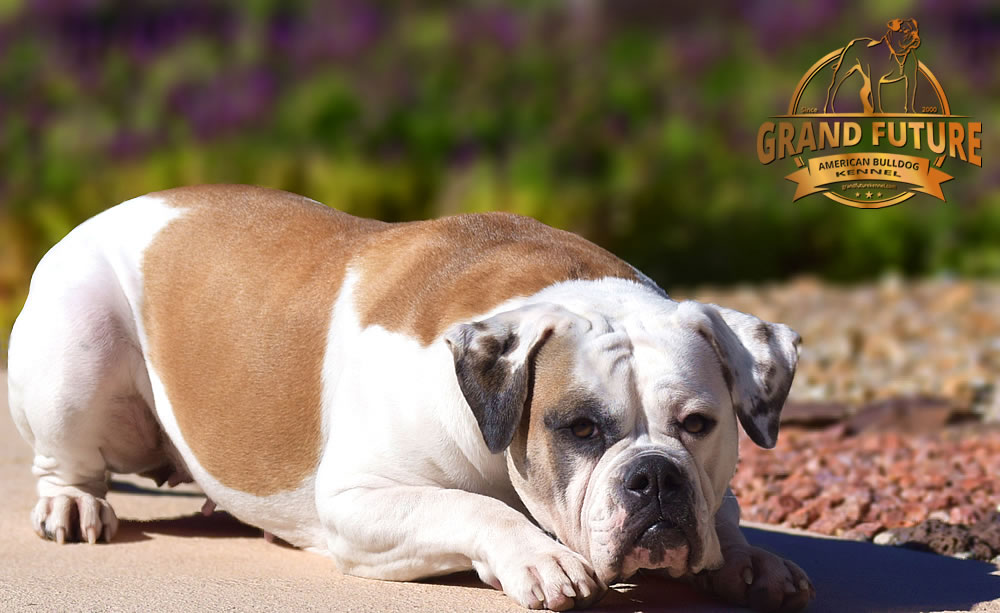 American Bulldog - Grand Future Thunder